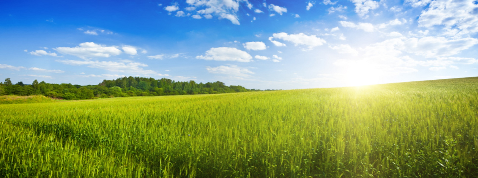 Header image background